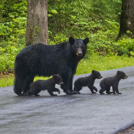Her Majesty'S Way, Awesome Mtn Views, 1089 Free Tickets Each Paid Day, Dollywood And More Gatlinburg Eksteriør billede