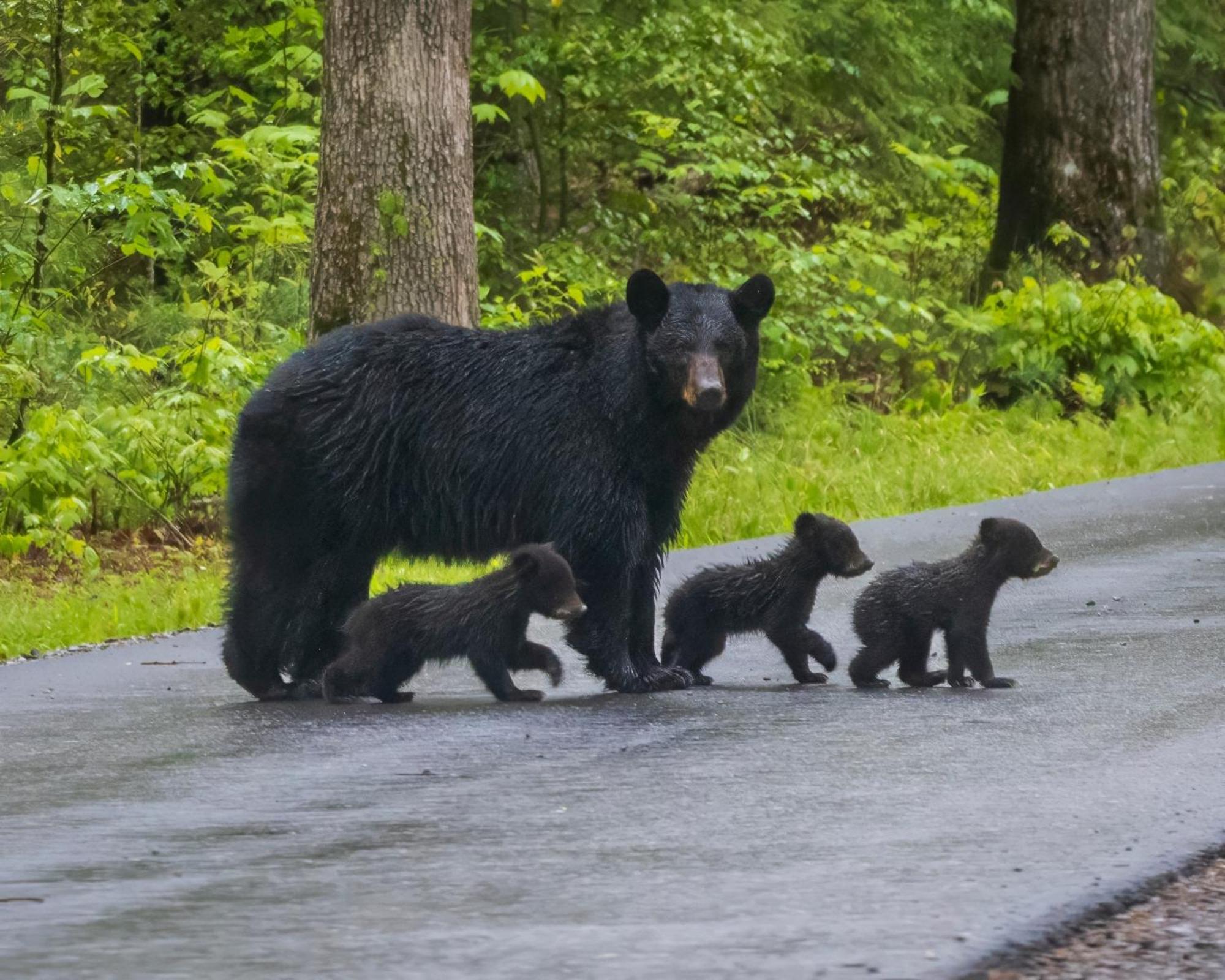 Her Majesty'S Way, Awesome Mtn Views, 1089 Free Tickets Each Paid Day, Dollywood And More Gatlinburg Eksteriør billede